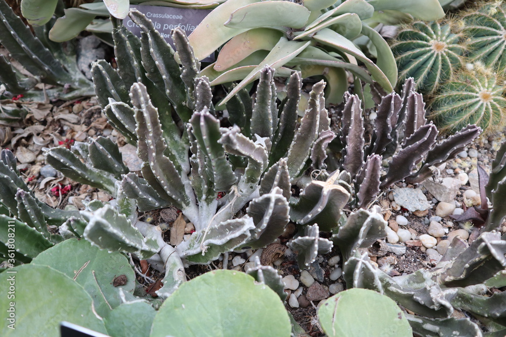 Plants and Flowers