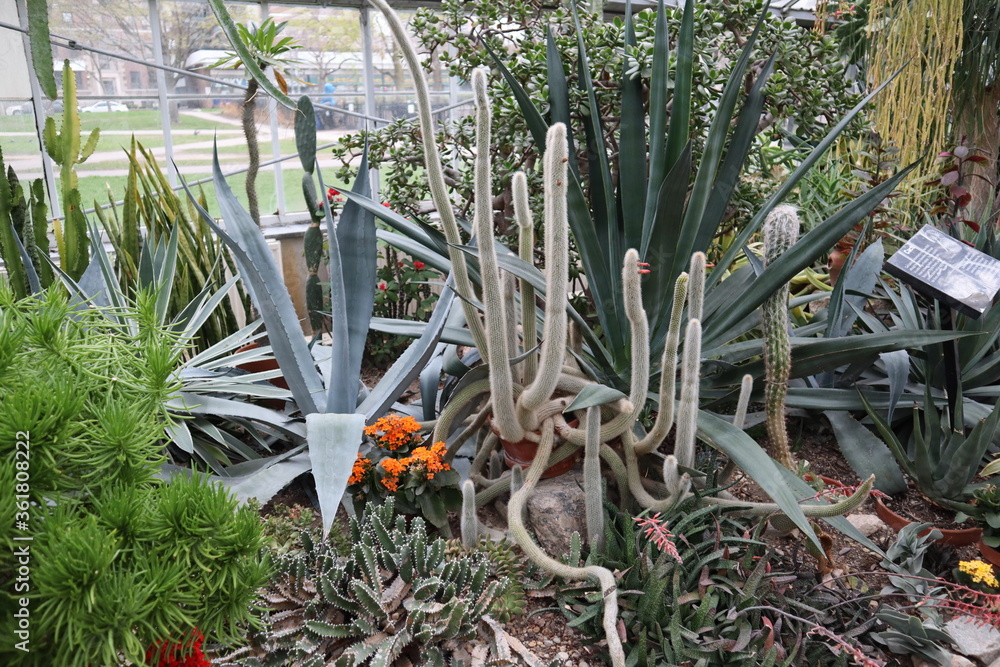 Plants and Flowers