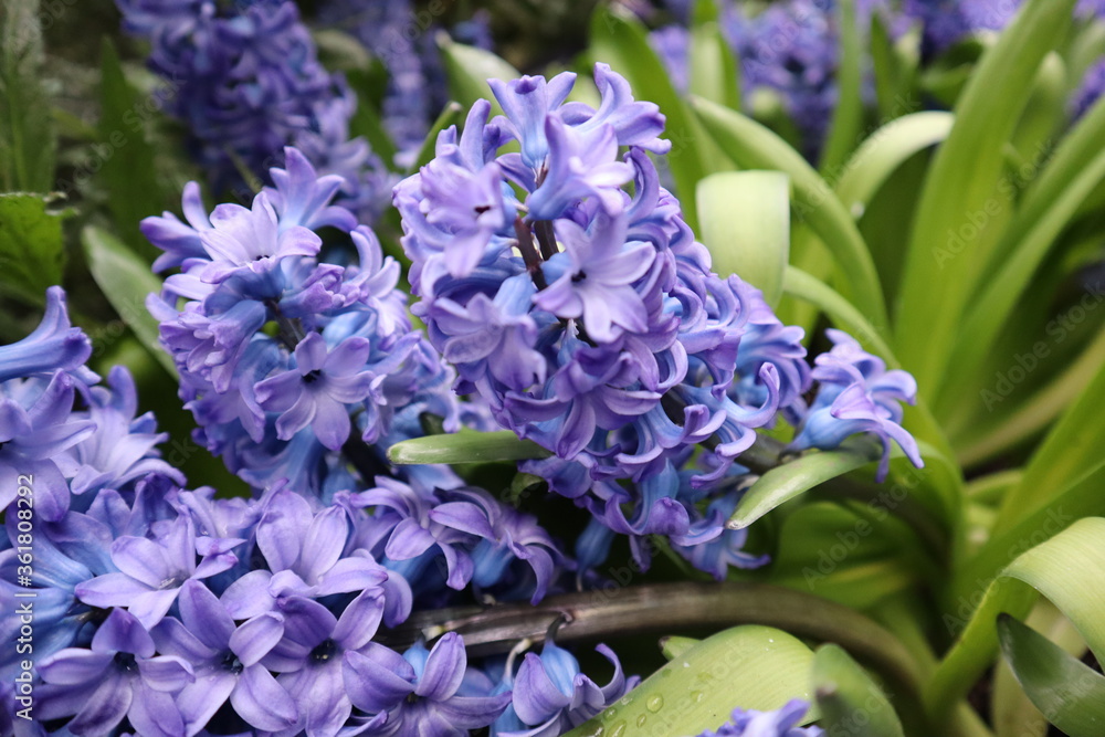 Plants and Flowers
