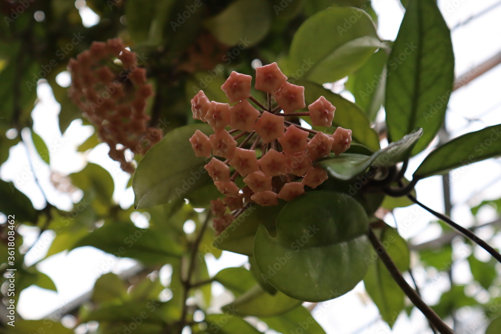 Plants and Flowers