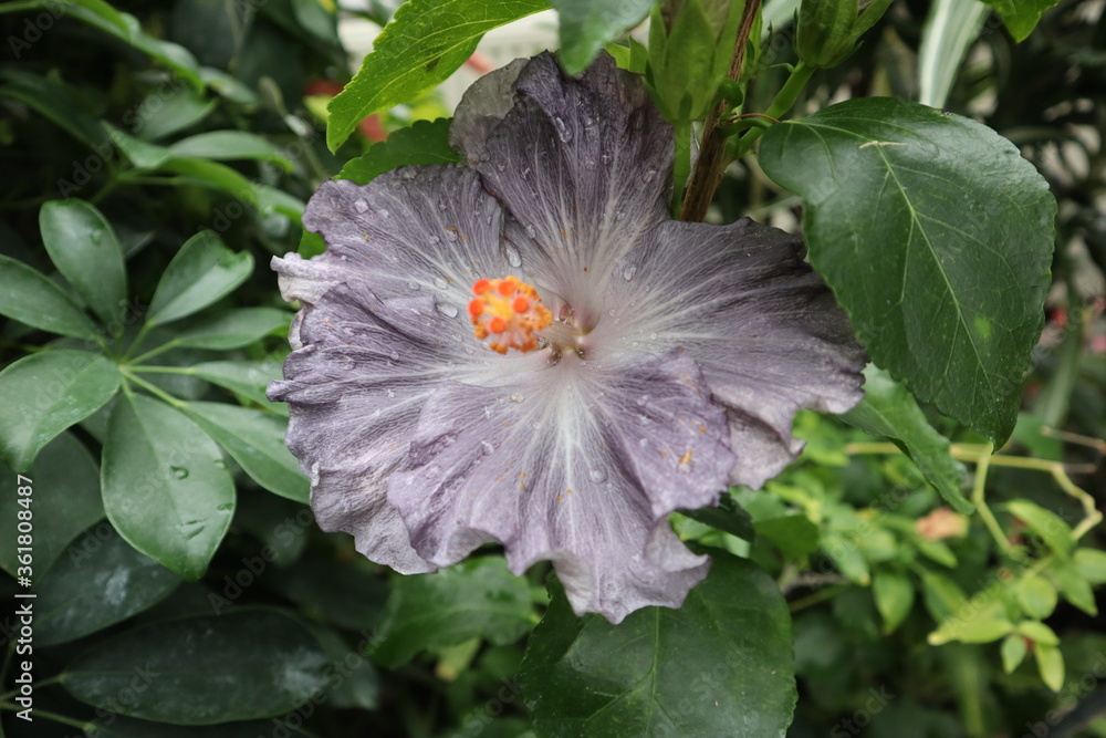 Plants and Flowers