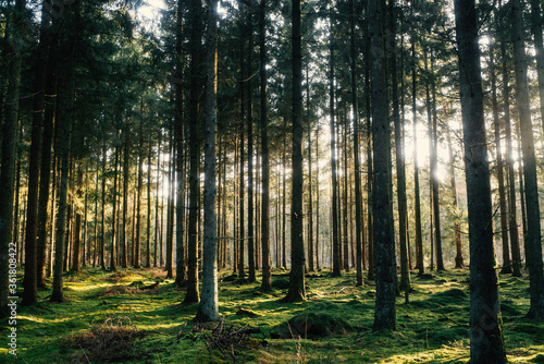 Frühlingsspaziergang im Wald mit dem Hund