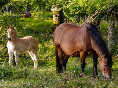 Horse and her little foal in the forest