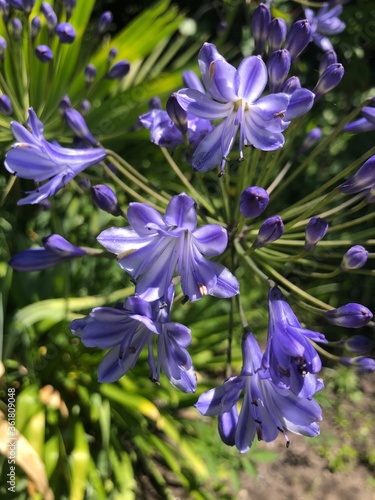 Fototapeta Naklejka Na Ścianę i Meble -  violet agapantus 
flowers in the garden