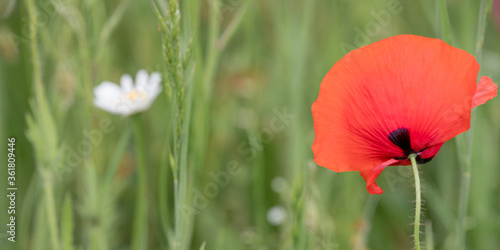 Wunderschöner Mohn