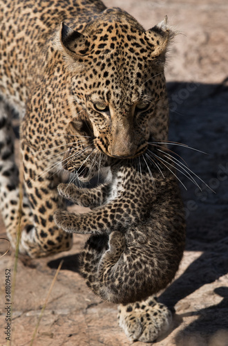 Closeup of Leopard Bahati holding her cub in her mouth, Masai Mara
