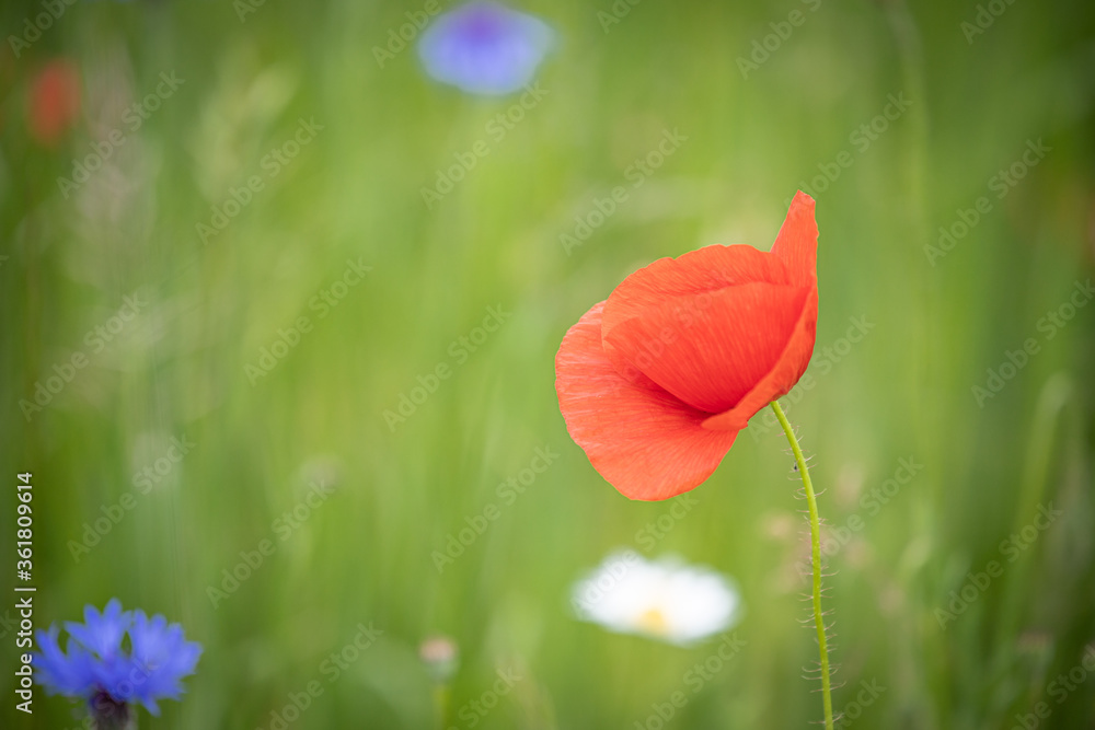 Obraz premium Mohnblumen und Kornblumen Synphonie