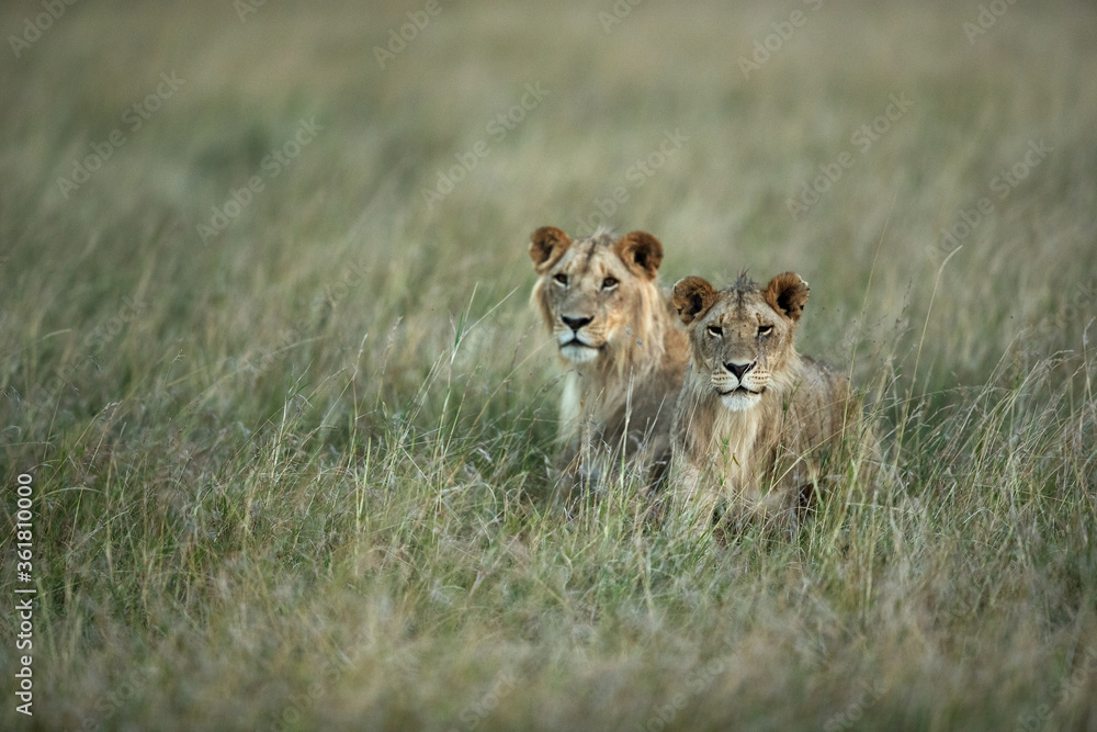 A pair of lions in the grasses at Masai Mara, Kenya A pair of lions in the grasses at Masai Mara, Kenya