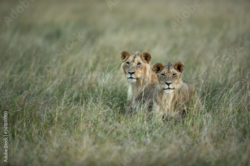 A pair of lions in the grasses at Masai Mara, Kenya