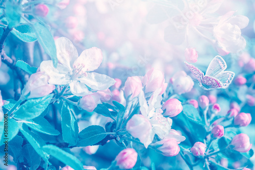 Blooming apple tree flowers, butterfly, dreamy sunny background. Soft focus. ...