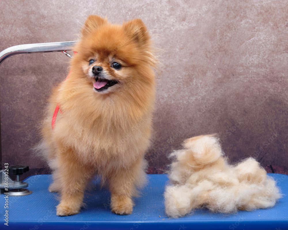 Trimming a pomeranian hotsell