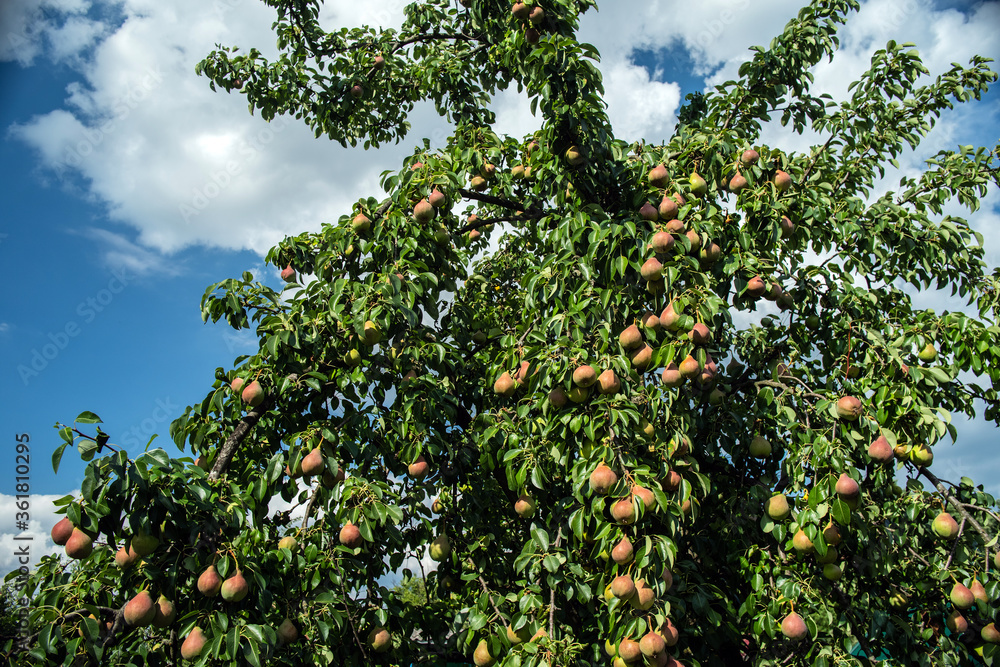 Pears ripen on a pear tree. Against the background of a blue sky with clouds.  Selective focus.