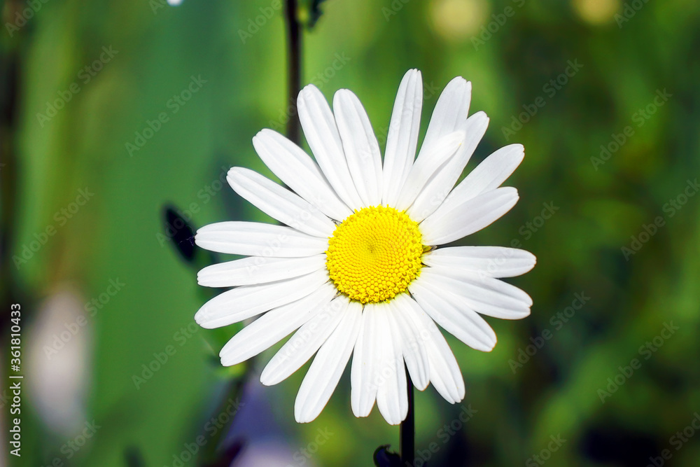 White flowers daisies or chamomile in a flower bed in a garden swaying in a light breeze. Selective focus White flowers daisies or chamomile in a flower bed in a garden swaying in a light breeze. Selective focus