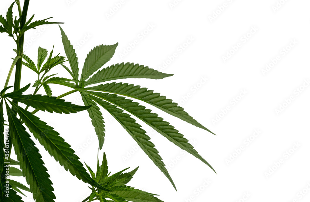 A plant of cannabis isolated on the white background. Selective focus. A plant of cannabis isolated on the white background. Selective focus.