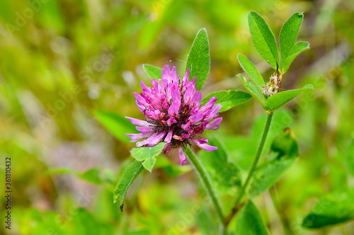 Bee Friendly Flowers