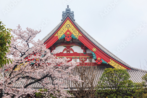 Traditional Japanese Architecture, Sensoji Temple, Asakusa; Tokyo, Japan with sakura and tree