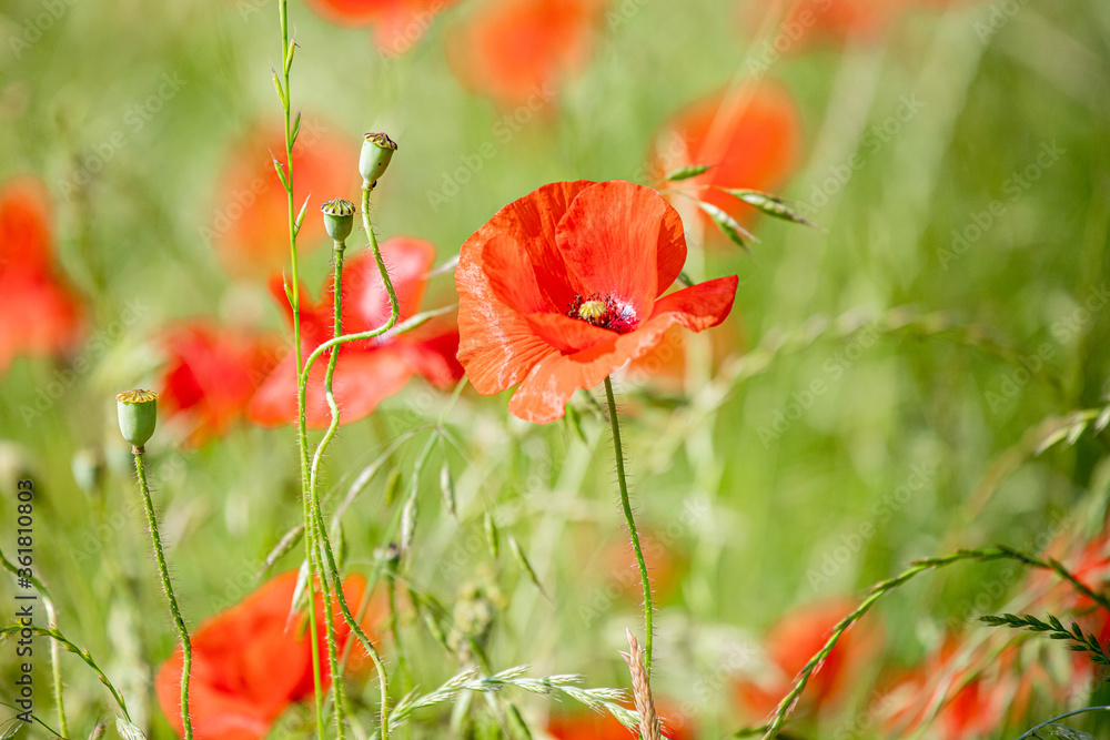 Fototapeta premium Mohnblumen Symphonie