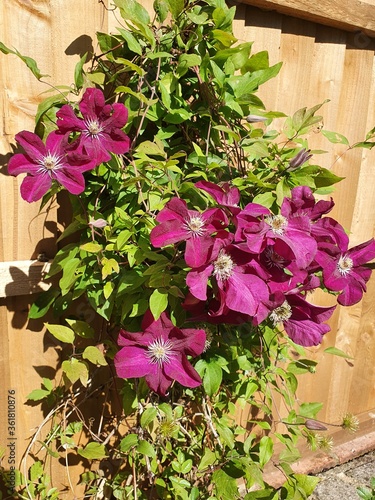 London Spring