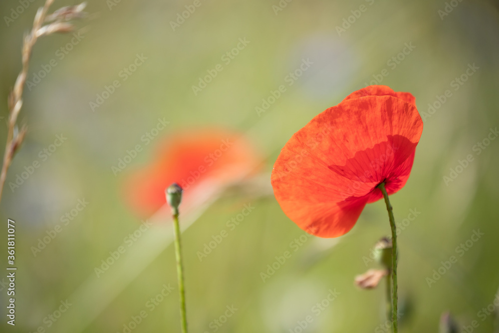 Obraz premium Mohnblumen und Kornblumen Synphonie