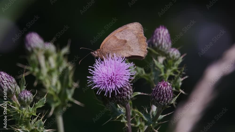 Meadow Brown Butterfly Feeding On Pink Thistle Flower Slow Motion Meadow Brown Butterfly Feeding On Pink Thistle Flower Slow Motion