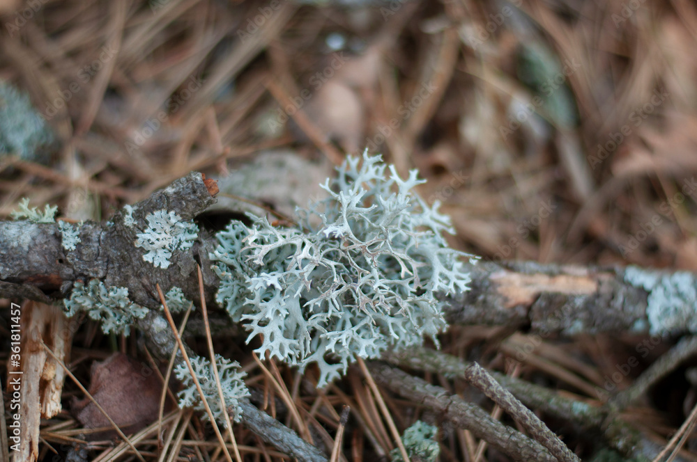 Lichen Evernia prunastri or Oakmoss on a branch on forest floor Lichen Evernia prunastri or Oakmoss on a branch on forest floor