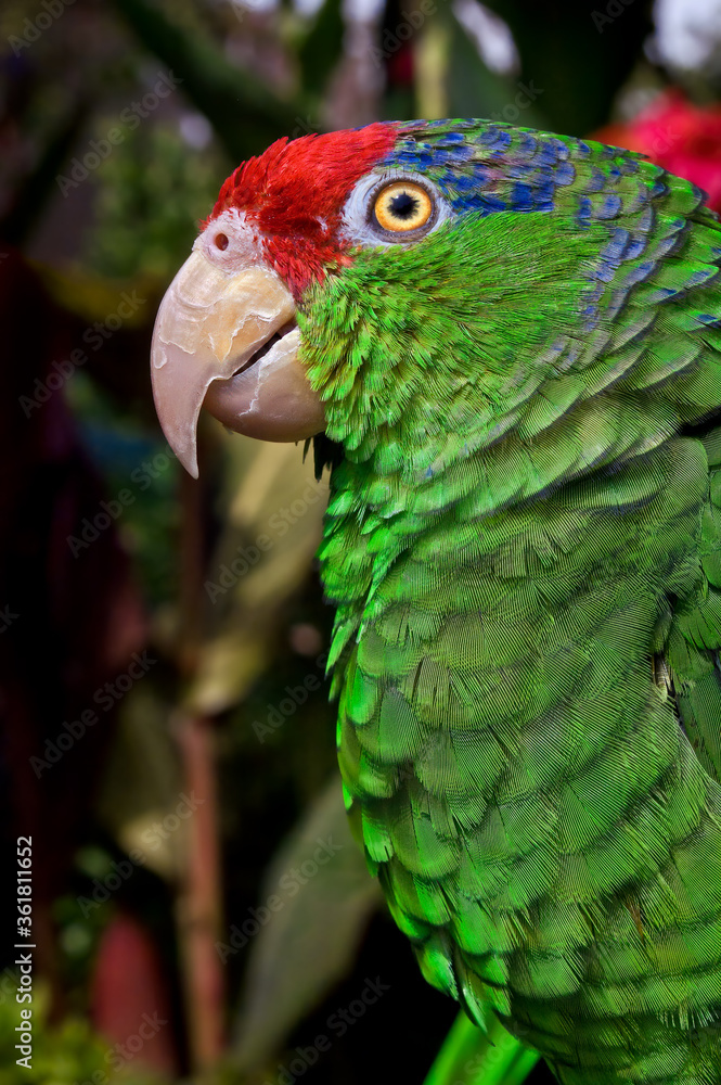 Red-crowned Amazon (Amazona viridigenalis)