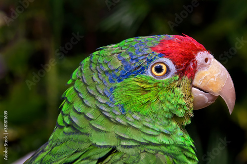 Red-crowned Amazon  Amazona viridigenalis 