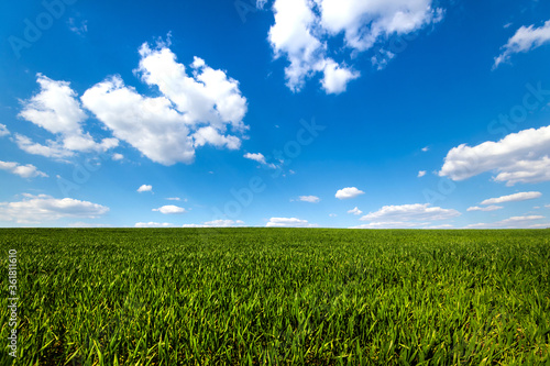 Fototapeta Naklejka Na Ścianę i Meble -  Green field under blue sky with clouds. Scenic image of agrarian industry. Photo of ecology concept.