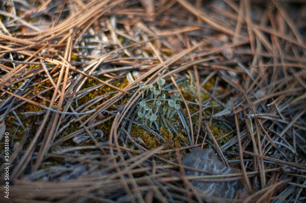 Lichenized fungi Cladonia fimbriata on a forest floor Lichenized fungi Cladonia fimbriata on a forest floor
