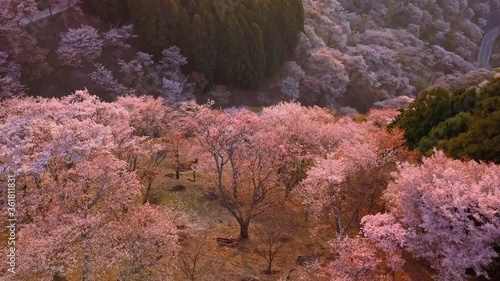 Ascending flight over Yoshino mountains covered by full blossom cherry trees, Nara province, Japan. Unesco World Heritage