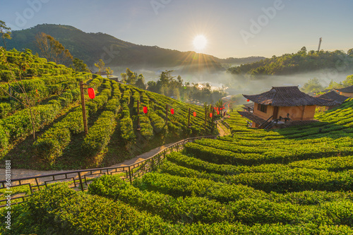 Rak Thai Village The Tea Plantation on nature the mountains sunlight and flare background concept in Ban Rak Thai  Mae Hong Son  THAILAND