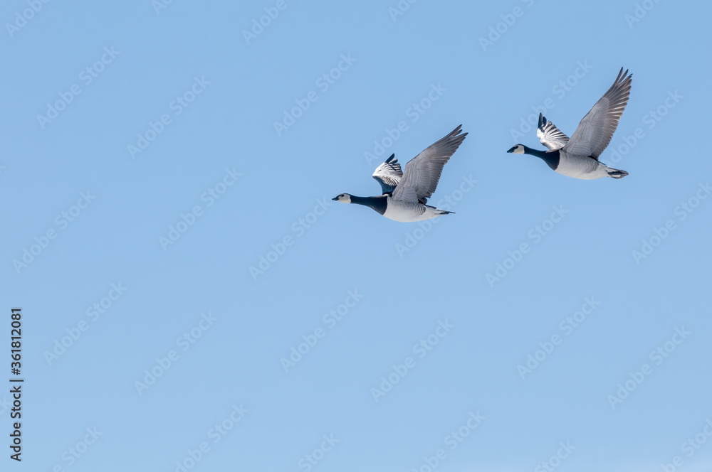 Obraz premium Barnacle Goose (Branta leucopsis) in Barents Sea coastal area, Russia