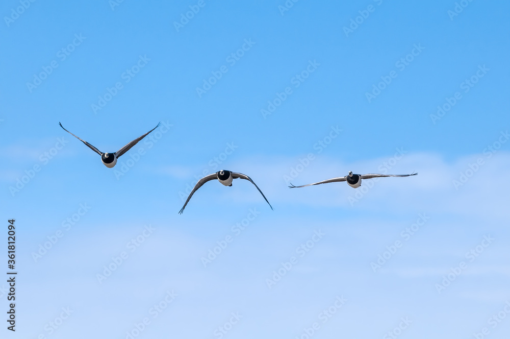 Barnacle Goose (Branta leucopsis) in Barents Sea coastal area, Russia Barnacle Goose (Branta leucopsis) in Barents Sea coastal area, Russia