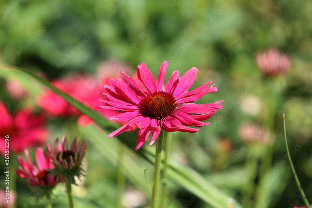 Red gerbera flower under natural sunlight in garden with blurred background Red gerbera flower under natural sunlight in garden with blurred background
