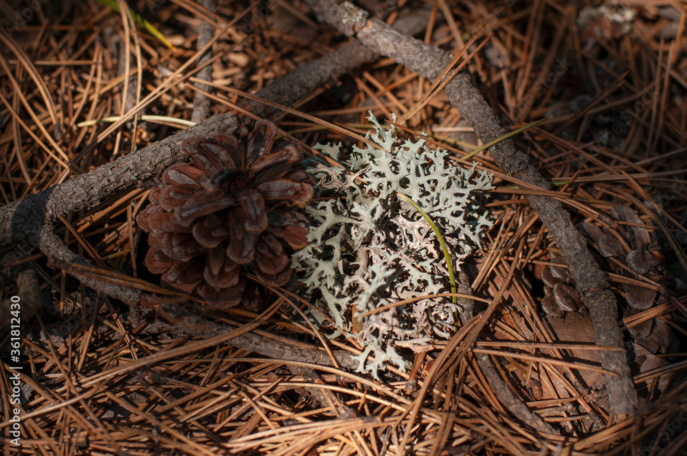Lichen Evernia prunastri or Oakmoss on a branch on forest floor Lichen Evernia prunastri or Oakmoss on a branch on forest floor