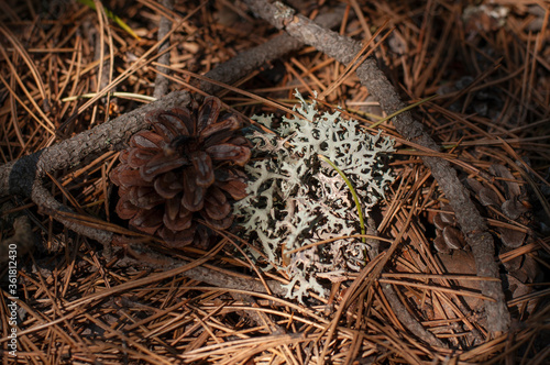 Lichen Evernia prunastri or Oakmoss on a branch on forest floor
