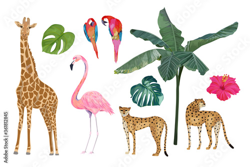 Jungle set with flamingo, parrot, cheetah, leopard, giraffe and tropical leaves. Vector isolated illustration