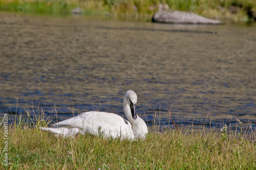 Trumpeter Swan (Cygnus buccinator) in Yellowstone National Park, USA