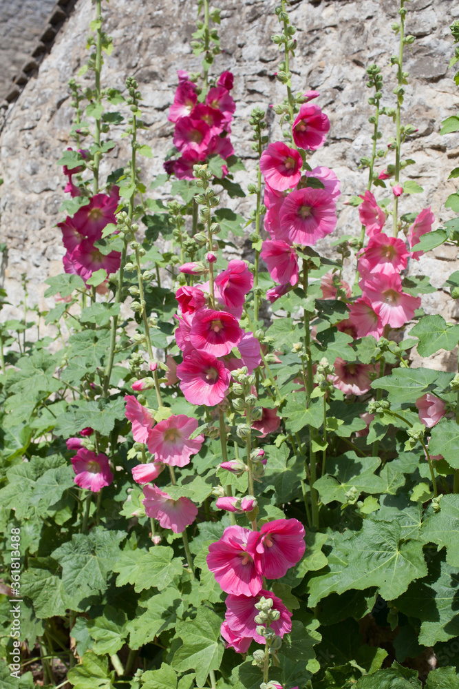 Tall pink common hollyhocks growing against a cottage wall