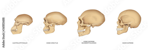 Evolution of the human skull photo