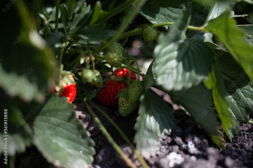 Obraz premium Ripe wild strawberries resting in the shade