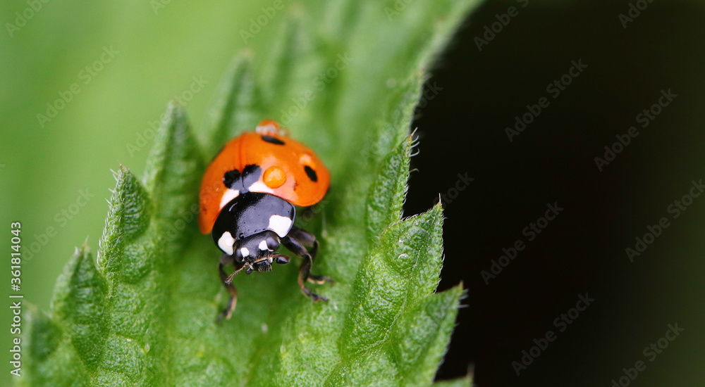ladybird sat on a leaf ladybird sat on a leaf