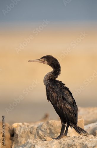 Portrait of Socotra cormorant, Bahrain