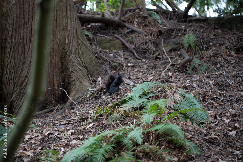 Obraz premium parque