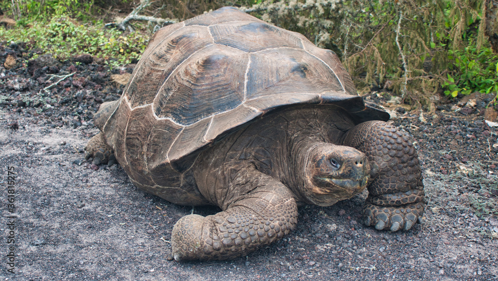 Naklejka premium Galapagos Giant Tortoise