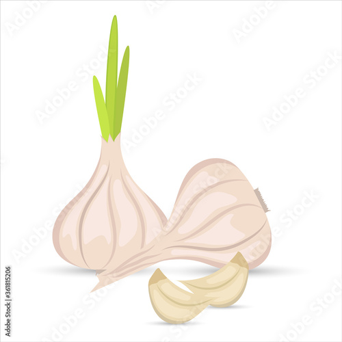 Vector still life of whole heads of garlic and cloves of garlic on a white background. Flat design.