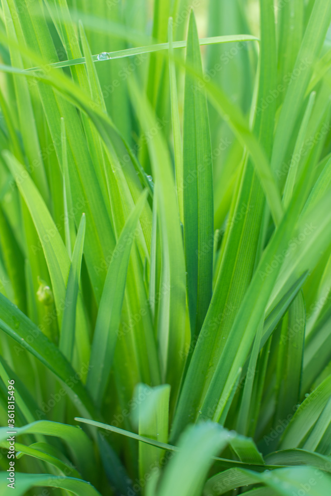 Fresh green grass. Sunlight, day, bright juicy Fresh green grass. Sunlight, day, bright juicy