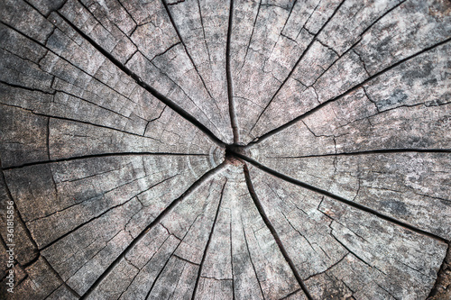 Wood bark. Old tree surface as texture background.