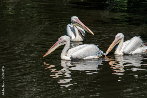 Great White Pelicans (Pelecanus onocrotalus) on lake