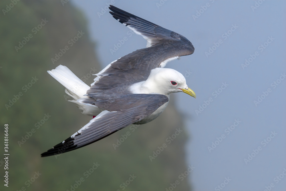 Red-legged Kittiwake (Rissa brevirostris) at St. George Island, Pribilof Islands, Alaska, USA Red-legged Kittiwake (Rissa brevirostris) at St. George Island, Pribilof Islands, Alaska, USA